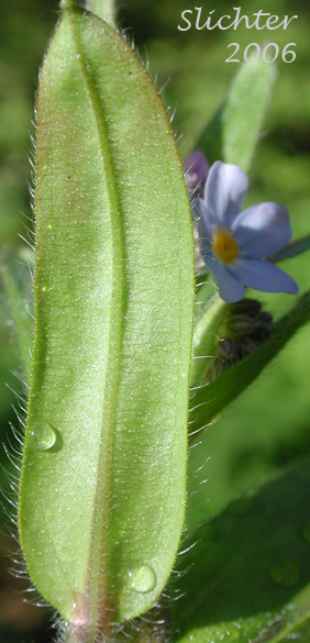 Stem leaf of Woodland Forget-me-not, Wood Forget-me-not: Myosotis sylvatica