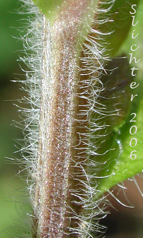 Hairs on stem of Woodland Forget-me-not, Wood Forget-me-not: Myosotis sylvatica