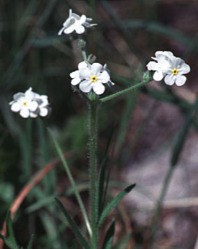 Inflorescence of Fragrant Allocarya, Fragrant Popcorn Flower: Plagiobothrys figuratus var. figuratus (Synonyms: Allocarya figurata, Plagiobothrys figuratus ssp. figuratus)