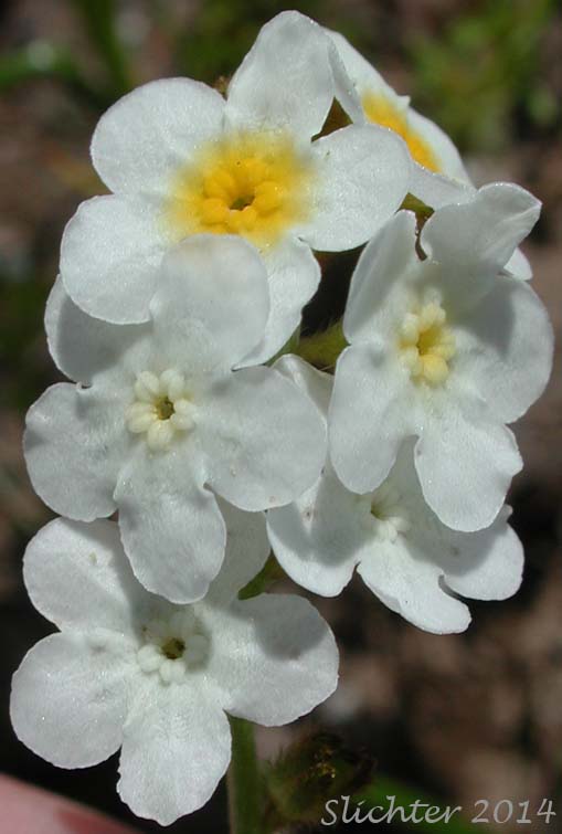 Portion of the inflorescence of Fragrant Allocarya, Fragrant Popcornflower, Fragrant Popcorn Flower: Plagiobothrys figuratus var. figuratus (Synonyms: Allocarya figurata, Plagiobothrys figuratus, Plagiobothrys figuratus ssp. figuratus, Plagiobothrys hirtus var. figuratus)