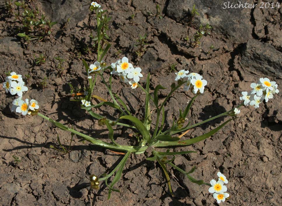 Fragrant Allocarya, Fragrant Popcornflower, Fragrant Popcorn Flower: Plagiobothrys figuratus var. figuratus (Synonyms: Allocarya figurata, Plagiobothrys figuratus, Plagiobothrys figuratus ssp. figuratus, Plagiobothrys hirtus var. figuratus)