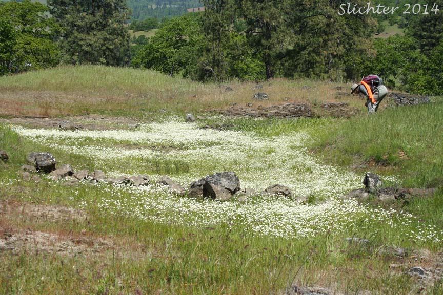 Vernal pool habitat of Fragrant Allocarya, Fragrant Popcornflower, Fragrant Popcorn Flower: Plagiobothrys figuratus var. figuratus (Synonyms: Allocarya figurata, Plagiobothrys figuratus, Plagiobothrys figuratus ssp. figuratus, Plagiobothrys hirtus var. figuratus)
