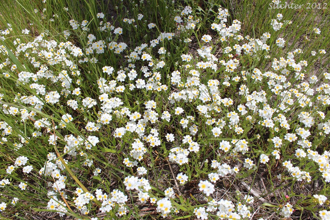Fragrant Allocarya, Fragrant Popcornflower, Fragrant Popcorn Flower: Plagiobothrys figuratus var. figuratus (Synonyms: Allocarya figurata, Plagiobothrys figuratus, Plagiobothrys figuratus ssp. figuratus, Plagiobothrys hirtus var. figuratus)