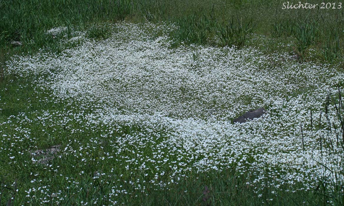 Fragrant Allocarya, Fragrant Popcornflower, Fragrant Popcorn Flower: Plagiobothrys figuratus var. figuratus (Synonyms: Allocarya figurata, Plagiobothrys figuratus, Plagiobothrys figuratus ssp. figuratus, Plagiobothrys hirtus var. figuratus)