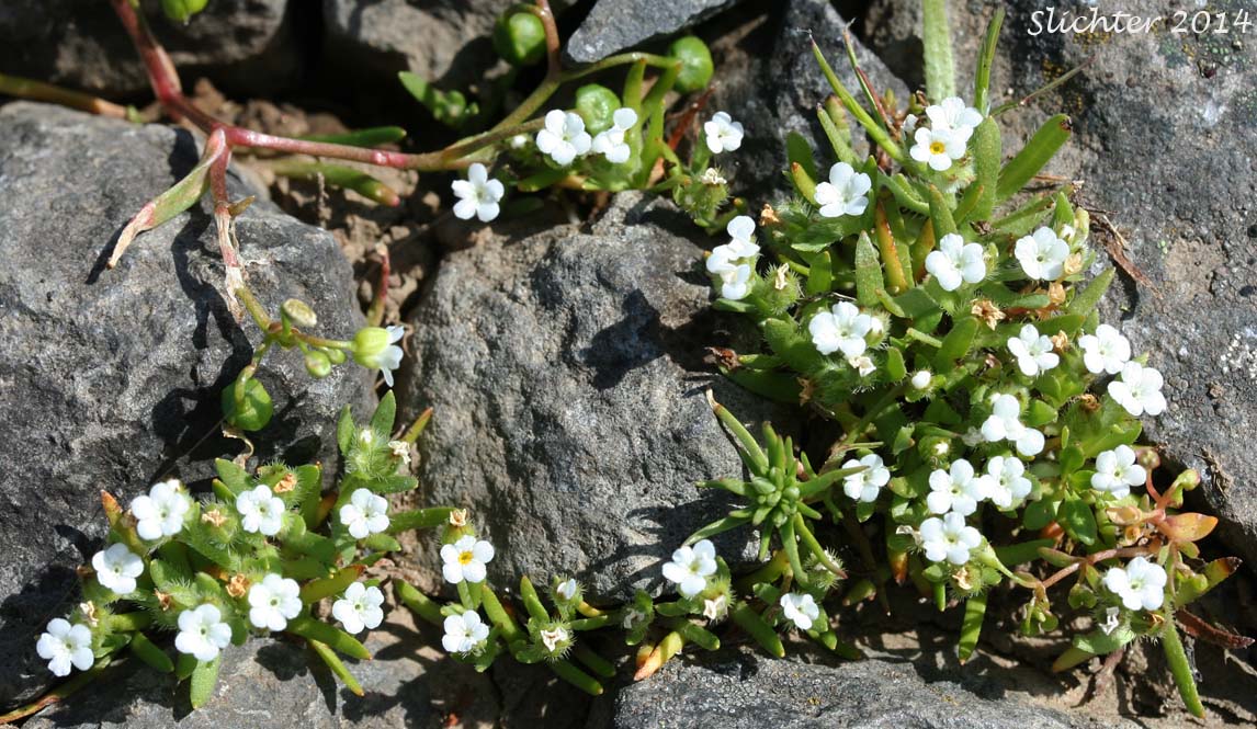 Finebranched Popcornflower, Slender-branch Plagiobothrys, Slender-branched Popcorn-flower: Plagiobothrys leptocladus (Synonyms: Allocarya leptoclada, Plagiobothrys orthocarpus)