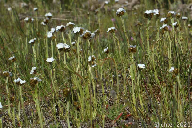 Rusty Plagiobothrys, Rusty Popcornflower, Rusty Popcorn Flower: Plagiobothrys nothofulvus