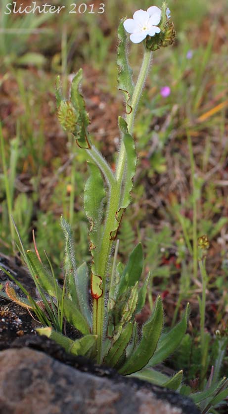 Rusty Plagiobothrys, Rusty Popcornflower, Rusty Popcorn Flower: Plagiobothrys nothofulvus
