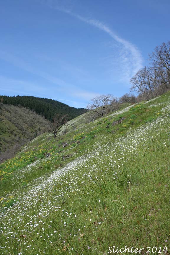 Rusty Plagiobothrys, Rusty Popcornflower, Rusty Popcorn Flower: Plagiobothrys nothofulvus