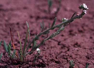 Scouler's Popcornflower, Scouler's Popcorn Flower: Plagiobothrys scouleri var. scouleri (Synonyms: Allocarya granulata, Allocarya scouleri, Plagiobothrys granulatus, Plagiobothrys reticulatus var. rossianorum, Plagiobothrys scouleri var. scouleri)