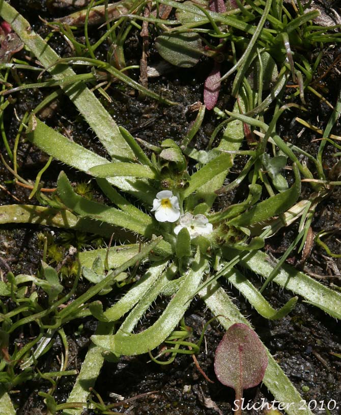 Scouler's Popcornflower, Scouler's Popcorn Flower: Plagiobothrys scouleri var. scouleri (Synonyms: Allocarya granulata, Allocarya scouleri, Plagiobothrys granulatus, Plagiobothrys reticulatus var. rossianorum, Plagiobothrys scouleri var. scouleri)