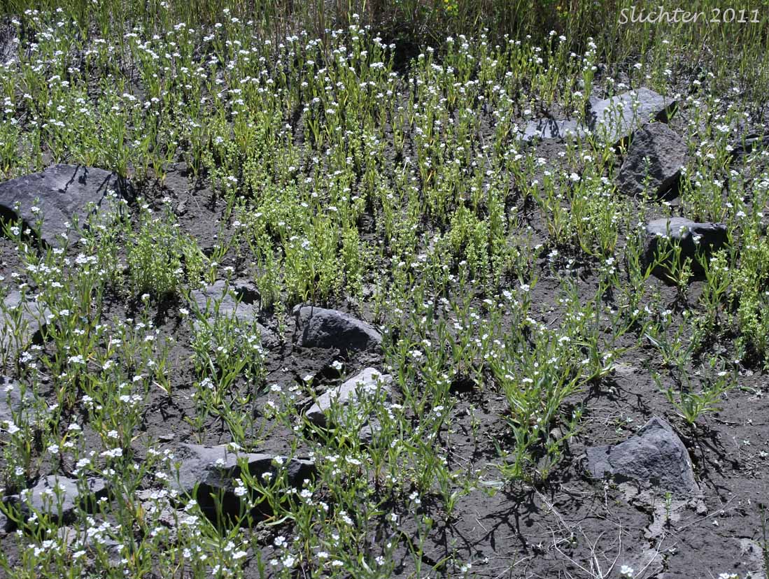 Vernal pool filled with Scouler's Popcornflower, Scouler's Popcorn Flower: Plagiobothrys scouleri var. scouleri (Synonyms: Allocarya granulata, Allocarya scouleri, Plagiobothrys granulatus, Plagiobothrys reticulatus var. rossianorum, Plagiobothrys scouleri var. scouleri)