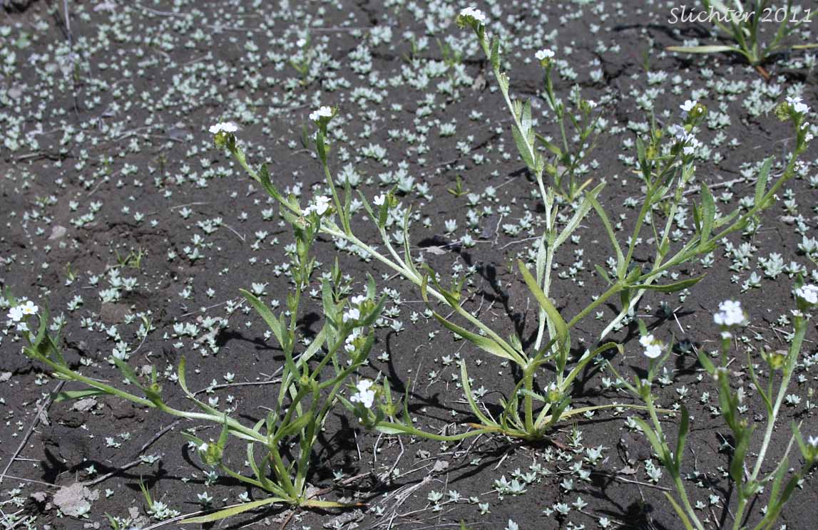 Scouler's Popcornflower, Scouler's Popcorn Flower: Plagiobothrys scouleri var. scouleri (Synonyms: Allocarya granulata, Allocarya scouleri, Plagiobothrys granulatus, Plagiobothrys reticulatus var. rossianorum, Plagiobothrys scouleri var. scouleri)