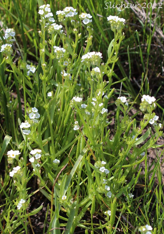 Scouler's Popcornflower, Scouler's Popcorn Flower: Plagiobothrys scouleri var. scouleri (Synonyms: Allocarya granulata, Allocarya scouleri, Plagiobothrys granulatus, Plagiobothrys reticulatus var. rossianorum, Plagiobothrys scouleri var. scouleri)