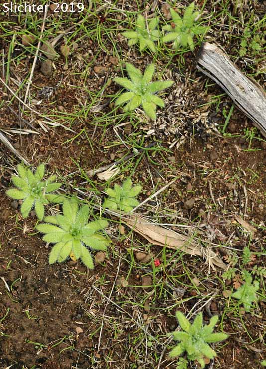 Pacific Popcornflower, Pacific Popcorn Flower, Slender Plagiobothrys, Slender Popcornflower, Slender Popcorn Flower: Plagiobothrys tenellus (Synonym: Plagiobothrys asper)