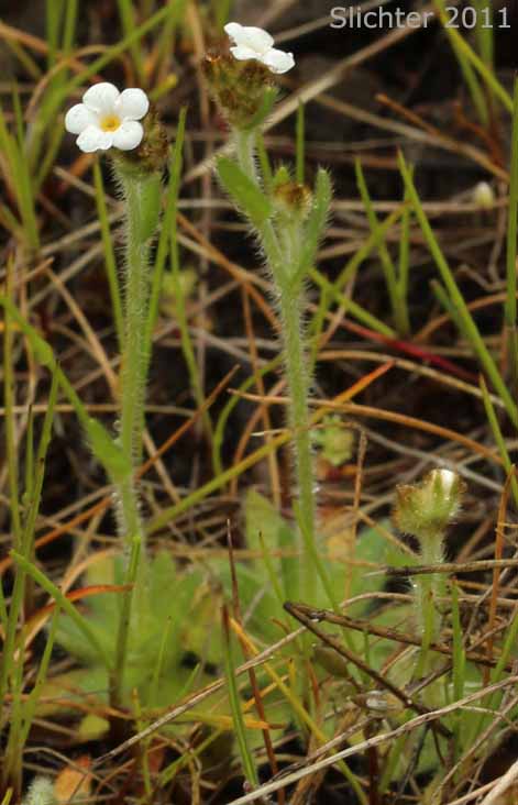 Pacific Popcornflower, Pacific Popcorn Flower, Slender Plagiobothrys, Slender Popcornflower, Slender Popcorn Flower: Plagiobothrys tenellus (Synonym: Plagiobothrys asper)