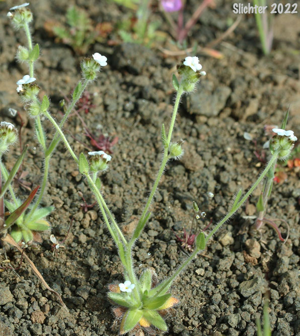 Pacific Popcornflower, Pacific Popcorn Flower, Slender Plagiobothrys, Slender Popcornflower, Slender Popcorn Flower: Plagiobothrys tenellus (Synonym: Plagiobothrys asper)