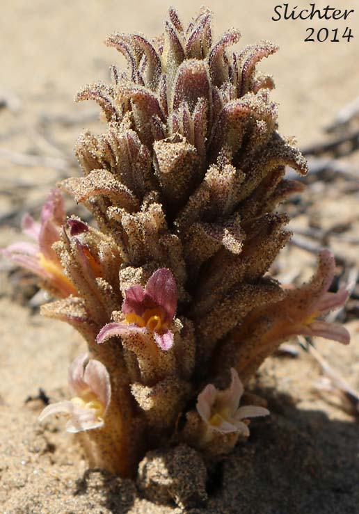 Louisiana Broomrape, Sand-dune Broomrape, Suksdorf's Broomrape: Aphyllon ludovicianum (Synonyms: Orobanche ludoviciana, Orobanche ludoviciana ssp. ludoviciana, Orobanche ludoviciana var. arenosa, Orobanche multiflora, Orobanche multiflora var. arenosa)