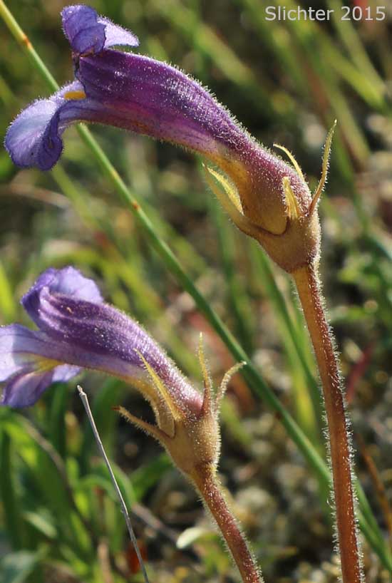 Naked Broomrape, Purple Broomrape: Aphyllon purpureum (Synonyms: Orobanche poryphyrantha, Orobanche sedi, Orobanche uniflora ssp. occidentalis, Orobanche uniflora var. minuta, Orobanche uniflora var. occidentalis, Orobanche uniflora var. purpurea, Orobanche uniflora var. sedi)