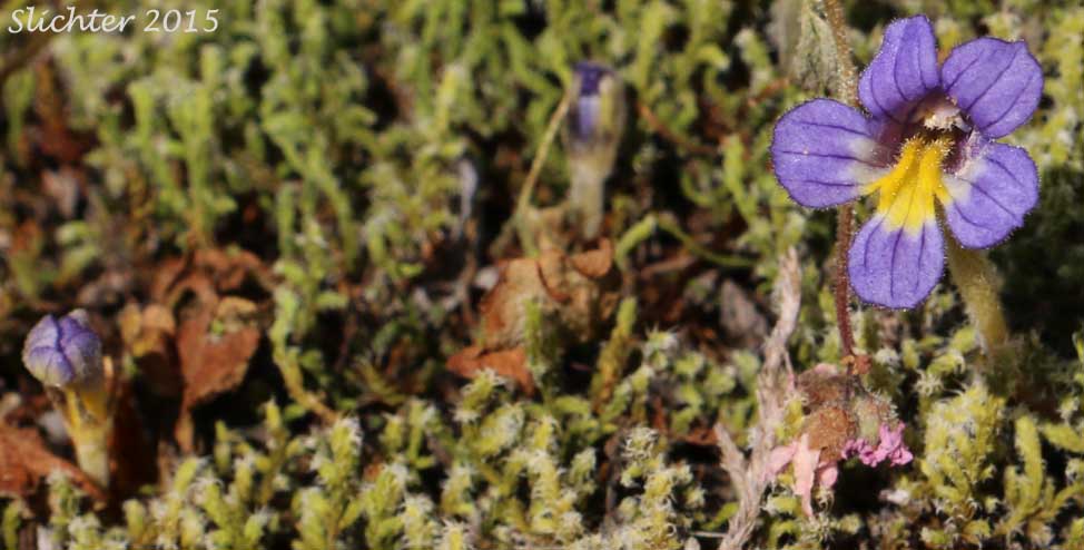 Naked Broomrape, Purple Broomrape: Aphyllon purpureum (Synonyms: Orobanche poryphyrantha, Orobanche sedi, Orobanche uniflora ssp. occidentalis, Orobanche uniflora var. minuta, Orobanche uniflora var. occidentalis, Orobanche uniflora var. purpurea, Orobanche uniflora var. sedi)