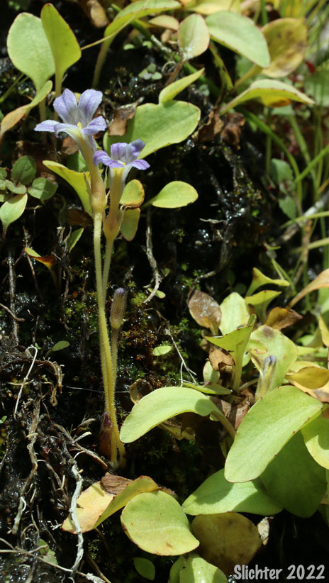 Naked Broomrape, Purple Broomrape: Aphyllon purpureum (Synonyms: Orobanche poryphyrantha, Orobanche sedi, Orobanche uniflora ssp. occidentalis, Orobanche uniflora var. minuta, Orobanche uniflora var. occidentalis, Orobanche uniflora var. purpurea, Orobanche uniflora var. sedi)