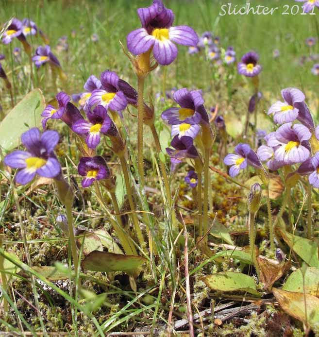 Naked Broomrape, Purple Broomrape: Aphyllon purpureum (Synonyms: Orobanche poryphyrantha, Orobanche sedi, Orobanche uniflora ssp. occidentalis, Orobanche uniflora var. minuta, Orobanche uniflora var. occidentalis, Orobanche uniflora var. purpurea, Orobanche uniflora var. sedi)