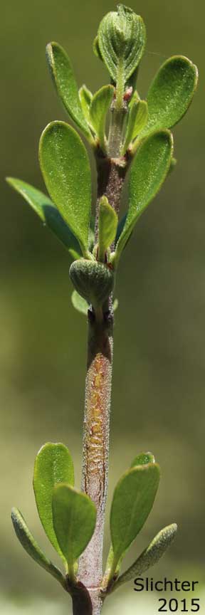 Leaves of Buckbrush: Ceanothus cuneatus var. cuneatus