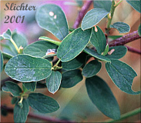 Deerbrush, Deer Brush: Ceanothus integerrimus (Synonyms: Ceanothus andersonii, Ceanothus californicus, Ceanothus integerrimus var. californicus, Ceanothus integerrimus var. macrothyrsus)