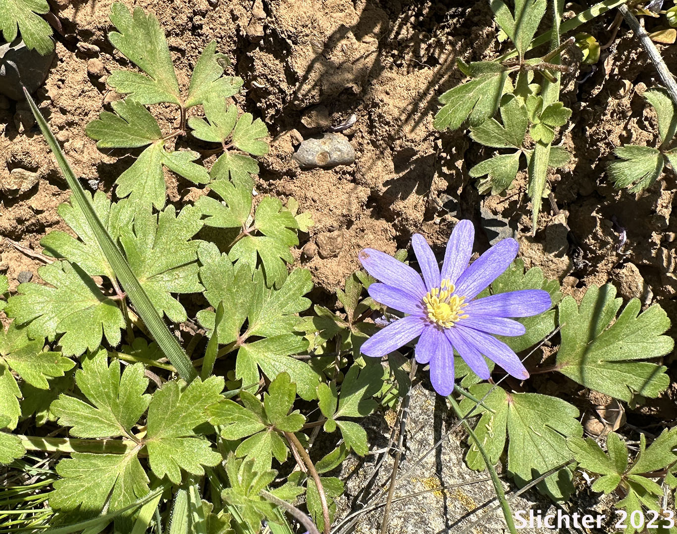Balkan Anemone, Grecian Windflower, Winter Windflower: Anemonoides blanda (Synonym: Anemone blanda)
