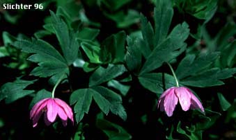 Blue Windflower, Oregon Anemone, Western Wood Anemone: Anemone oregana var. oregana (Synonyms: Anemone adamsiana, Anemone grayi, Anemone quinquefolia, Anemone quinquefolia var. grayi, Anemone quinquefolia var. minor, Anemone quinquefolia var. oregana)