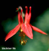 Red Columbine, Sitka Columbine, Western Columbine: Aquilegia formosa (Synonyms: Aquilegia formosa var. communis, Aquilegia formosa var. formosa, Aquilegia formosa var. fosteri, Aquilegia formosa var. hypolasia, Aquilegia formosa var. megalantha, Aquilegia formosa var. pauciflora, Aquilegia formosa var. truncata, Aquilegia formosa var. wawawensis)