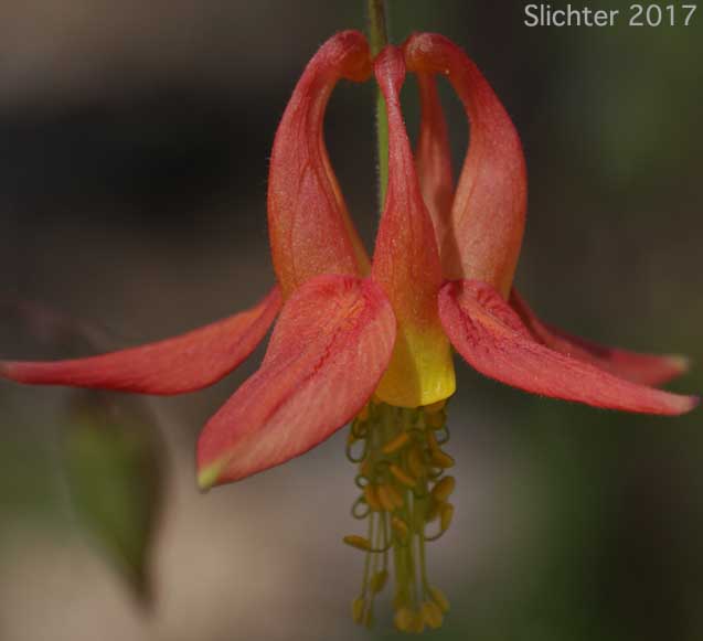 Flower of Red Columbine, Sitka Columbine, Western Columbine: Aquilegia formosa (Synonyms: Aquilegia formosa var. communis, Aquilegia formosa var. formosa, Aquilegia formosa var. fosteri, Aquilegia formosa var. hypolasia, Aquilegia formosa var. megalantha, Aquilegia formosa var. pauciflora, Aquilegia formosa var. truncata, Aquilegia formosa var. wawawensis)