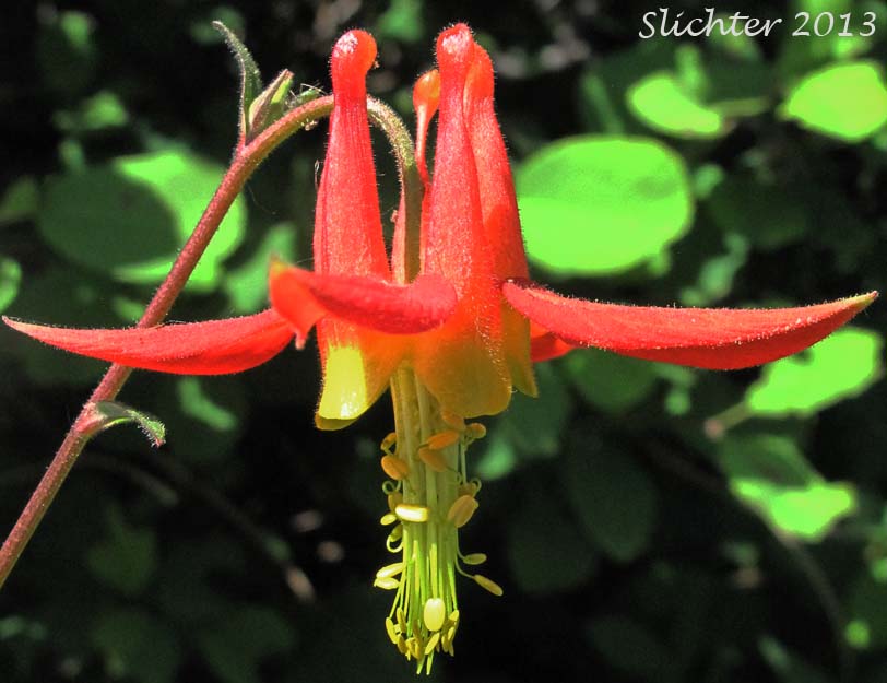 CLose-up of a flower of Red Columbine, Sitka Columbine, Western Columbine: Aquilegia formosa (Synonyms: Aquilegia formosa var. communis, Aquilegia formosa var. formosa, Aquilegia formosa var. fosteri, Aquilegia formosa var. hypolasia, Aquilegia formosa var. megalantha, Aquilegia formosa var. pauciflora, Aquilegia formosa var. truncata, Aquilegia formosa var. wawawensis)