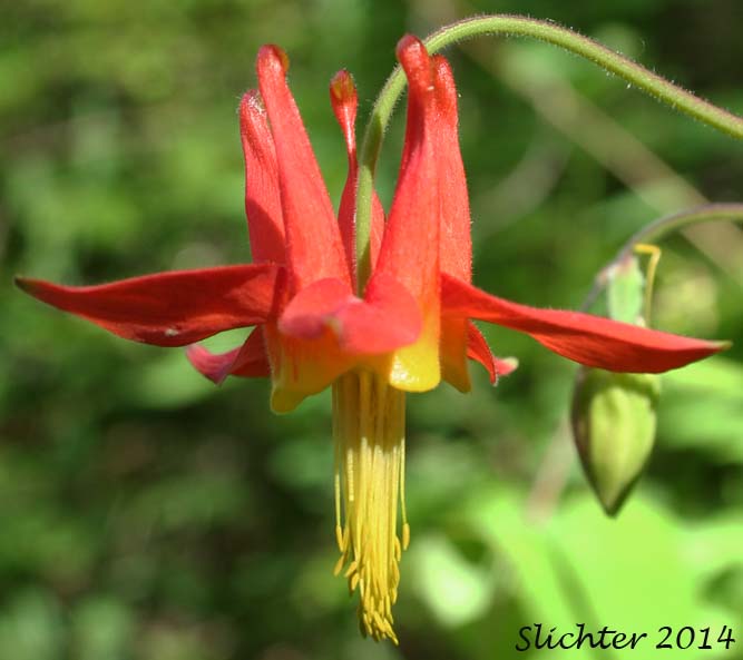 Red Columbine, Sitka Columbine, Western Columbine: Aquilegia formosa (Synonyms: Aquilegia formosa var. communis, Aquilegia formosa var. formosa, Aquilegia formosa var. fosteri, Aquilegia formosa var. hypolasia, Aquilegia formosa var. megalantha, Aquilegia formosa var. pauciflora, Aquilegia formosa var. truncata, Aquilegia formosa var. wawawensis)