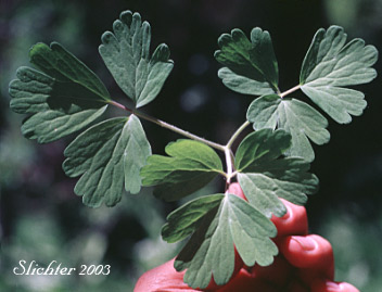 Leaf of Red Columbine, Sitka Columbine, Western Columbine: Aquilegia formosa (Synonyms: Aquilegia formosa var. communis, Aquilegia formosa var. formosa, Aquilegia formosa var. fosteri, Aquilegia formosa var. hypolasia, Aquilegia formosa var. megalantha, Aquilegia formosa var. pauciflora, Aquilegia formosa var. truncata, Aquilegia formosa var. wawawensis)