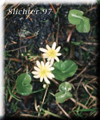 Broad-leaved Caltha, Broad-leaved Marshmarigold, Howell's Marshmarigold, Howell's Marsh Marigold, Marshmarigold, Twinflowered Marshmarigold: Caltha biflora (Synonyms: Caltha biflora, Caltha biflora ssp. howellii, C. biflora var. biflora, Caltha biflora var. rotundifolia, Caltha howellii, Caltha leptosepala ssp. biflora, Caltha leptosepala ssp. biflora, Caltha leptosepala var. biflora, Caltha leptosepala var. rotundifolia)