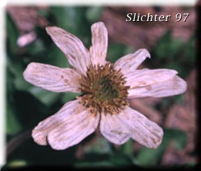 Broad-leaved Caltha, Broad-leaved Marshmarigold, Howell's Marshmarigold, Howell's Marsh Marigold, Marshmarigold, Twinflowered Marshmarigold: Caltha biflora (Synonyms: Caltha biflora, Caltha biflora ssp. howellii, C. biflora var. biflora, Caltha biflora var. rotundifolia, Caltha howellii, Caltha leptosepala ssp. biflora, Caltha leptosepala ssp. biflora, Caltha leptosepala var. biflora, Caltha leptosepala var. rotundifolia)