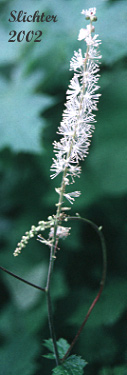 Inflorescence of Tall Bugbane: Cimicifuga elata (Synonyms: Actaea elata, Cimicifuga elata var. alpestris, Cimicifuga elata var. elata)