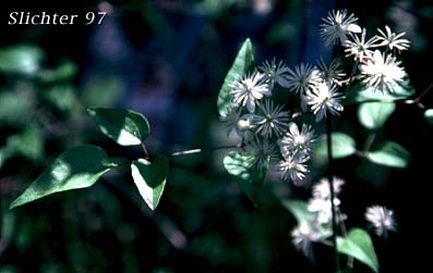 Evergreen Clematis, Old Man's Beard, Traveler's-joy, Traveler's Joy: Clematis vitalba