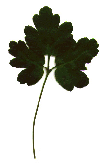 Dorsal leaf surface of Cutleaf Goldthread, Cut-leaf Gold Threads, Oregon Goldthread: Coptis laciniata (Synonym: Coptis venosa)