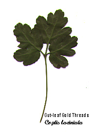 Ventral leaf surface of Cutleaf Goldthread, Cut-leaf Gold Threads, Oregon Goldthread: Coptis laciniata (Synonym: Coptis venosa)