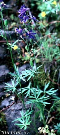 Cliff Larkspur: Delphinium menziesii ssp. menziesii (Synonyms: Delphinium menziesii, Delphinium menziesii ssp. pyramidale, Delphinium menziesii var. menziesii, Delphinium menziesii var. pyramidale)