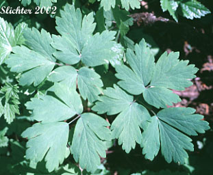 Leaf of Hall's False Rue-anemone, Hall's Isopyrum, Willamette False Rue Anemone, Willamette False Rue-anemone, Willamette Isopyrum: Enemion hallii (Synonym: Isopyrum hallii)