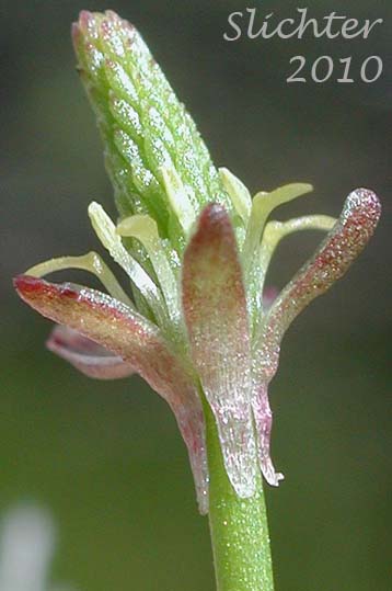 Inflorescence of Least Mousetail, Least Mouse-tail, Tiny Mousetail, Tiny Mouse-tail, Common Mouse-tail: Myosurus minimus (Synonyms: Mosurus clavicaulis, Myosurus lepturus, Myosurus lepturus var. filiformis, Myosurus minimus ssp. major, Myosurus minimus ssp minimus, Myosurus minimus var. filiformis, Myosurus minimus var. major)