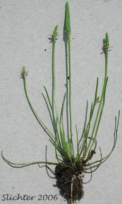 Least Mousetail, Least Mouse-tail, Tiny Mousetail, Tiny Mouse-tail, Common Mouse-tail: Myosurus minimus (Synonyms: Mosurus clavicaulis, Myosurus lepturus, Myosurus lepturus var. filiformis, Myosurus minimus ssp. major, Myosurus minimus ssp minimus, Myosurus minimus var. filiformis, Myosurus minimus var. major)