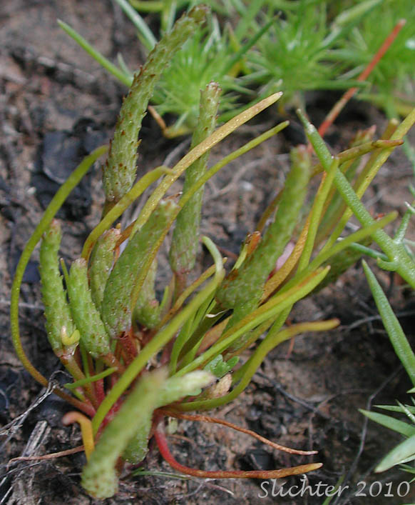 Vernal Pool Mousetail: Myosurus clavicaulis (Synonyms: Myosurus alopecuruoides, Myosurus minimus ssp. apus, Myosurus minimus var. clavicaulis, Myosurus minimus var. sessiliflorus, Myosurus minimus x sessilis ?)