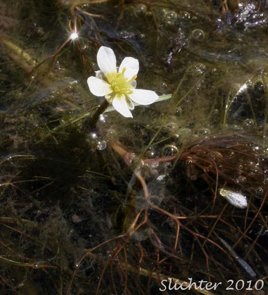 Flower and aquatic leaves of Water Buttercup, White Water Buttercup: Ranunculus aquatilis var. diffusus (Synonyms: Batrachium circinatum, Batrachium circinatum ssp. subrigidum, Batrachium longirostre, Ranunculus amphibius, Ranunculus aquatilis var. caespitosus, Ranunculus aquatilis var. capillaceus, Ranunculus aquatilis var. longirostris, Ranunculus aquatilis var. subrigidus, Ranunculus aquatilis var. trichophyllus, Ranunculus circinatus, Ranunculus circinatus var. subrigidus, Ranunculus longirostris, Ranunculus subrigidus, Ranunclus trichophyllus, Ranunculus trichophyllus var. trichophyllus, Ranunculus usneoides)