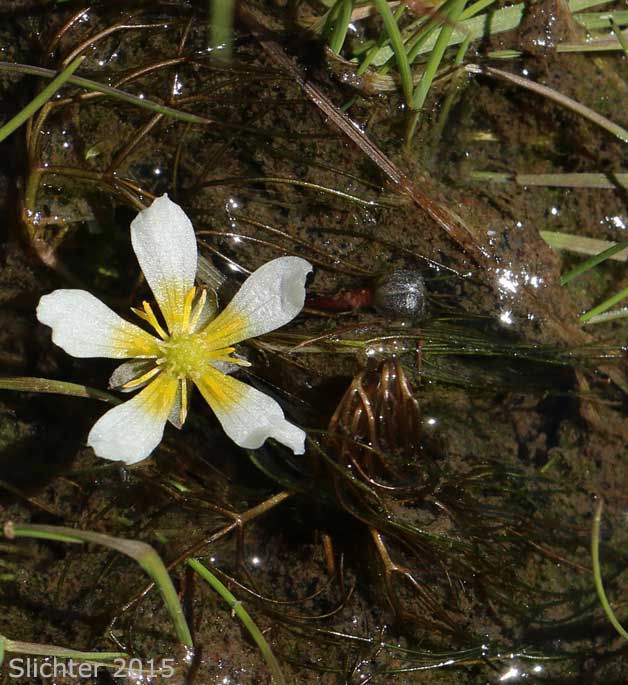Water Buttercup, White Water Buttercup: Ranunculus aquatilis var. diffusus (Synonyms: Batrachium circinatum, Batrachium circinatum ssp. subrigidum, Batrachium longirostre, Ranunculus amphibius, Ranunculus aquatilis var. caespitosus, Ranunculus aquatilis var. capillaceus, Ranunculus aquatilis var. longirostris, Ranunculus aquatilis var. subrigidus, Ranunculus aquatilis var. trichophyllus, Ranunculus circinatus, Ranunculus circinatus var. subrigidus, Ranunculus longirostris, Ranunculus subrigidus, Ranunclus trichophyllus, Ranunculus trichophyllus var. trichophyllus, Ranunculus usneoides)