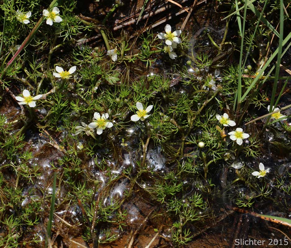 Water Buttercup, White Water Buttercup: Ranunculus aquatilis var. diffusus (Synonyms: Batrachium circinatum, Batrachium circinatum ssp. subrigidum, Batrachium longirostre, Ranunculus amphibius, Ranunculus aquatilis var. caespitosus, Ranunculus aquatilis var. capillaceus, Ranunculus aquatilis var. longirostris, Ranunculus aquatilis var. subrigidus, Ranunculus aquatilis var. trichophyllus, Ranunculus circinatus, Ranunculus circinatus var. subrigidus, Ranunculus longirostris, Ranunculus subrigidus, Ranunclus trichophyllus, Ranunculus trichophyllus var. trichophyllus, Ranunculus usneoides)
