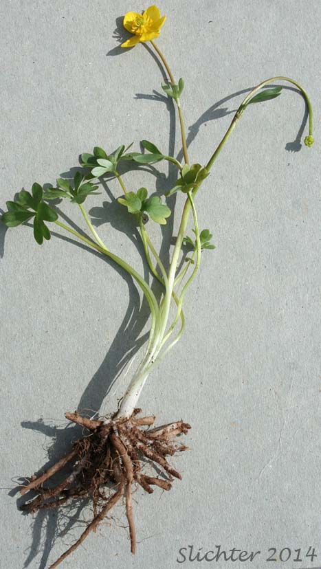 Basalt Buttercup: Ranunculus basalticus