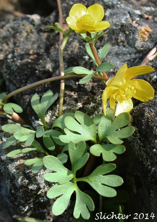 Basalt Buttercup: Ranunculus basalticus
